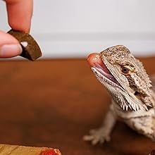 Bearded Dragon Food Ignites Hunting Instincts