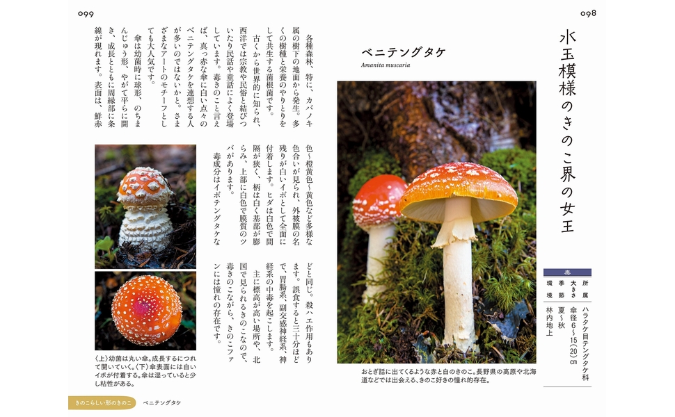 キノコ関係洋書　3冊セット キノコ関係海外出版 3冊セット