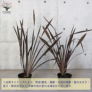 Amazon.co.jp: ニューサイラン(入才蘭)銅葉の大苗 6号ポット