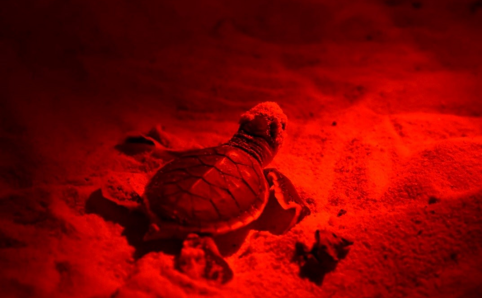 Weltool M7RD Red Light EvenBeam Flashlight Dark Adaptation Serie