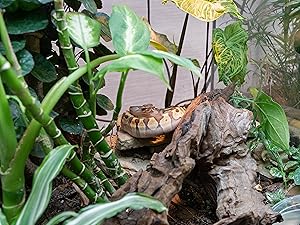 reptile, reptibark, cypress mulch, reptichip, reptile substrate, reptile terrarium, snake bedding