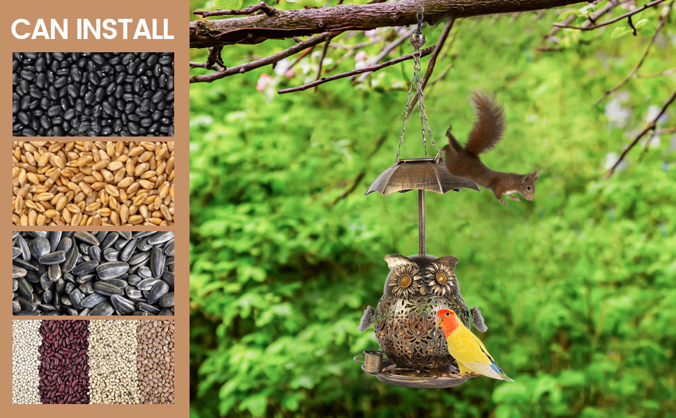 A variety of bird seeds can be added to outdoor bird feeders