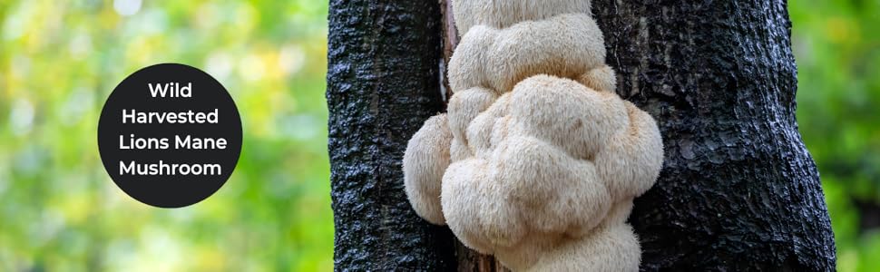 Wild harvested Lions Mane mushroom