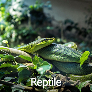 Temperature and Humiditiy controller for reptile