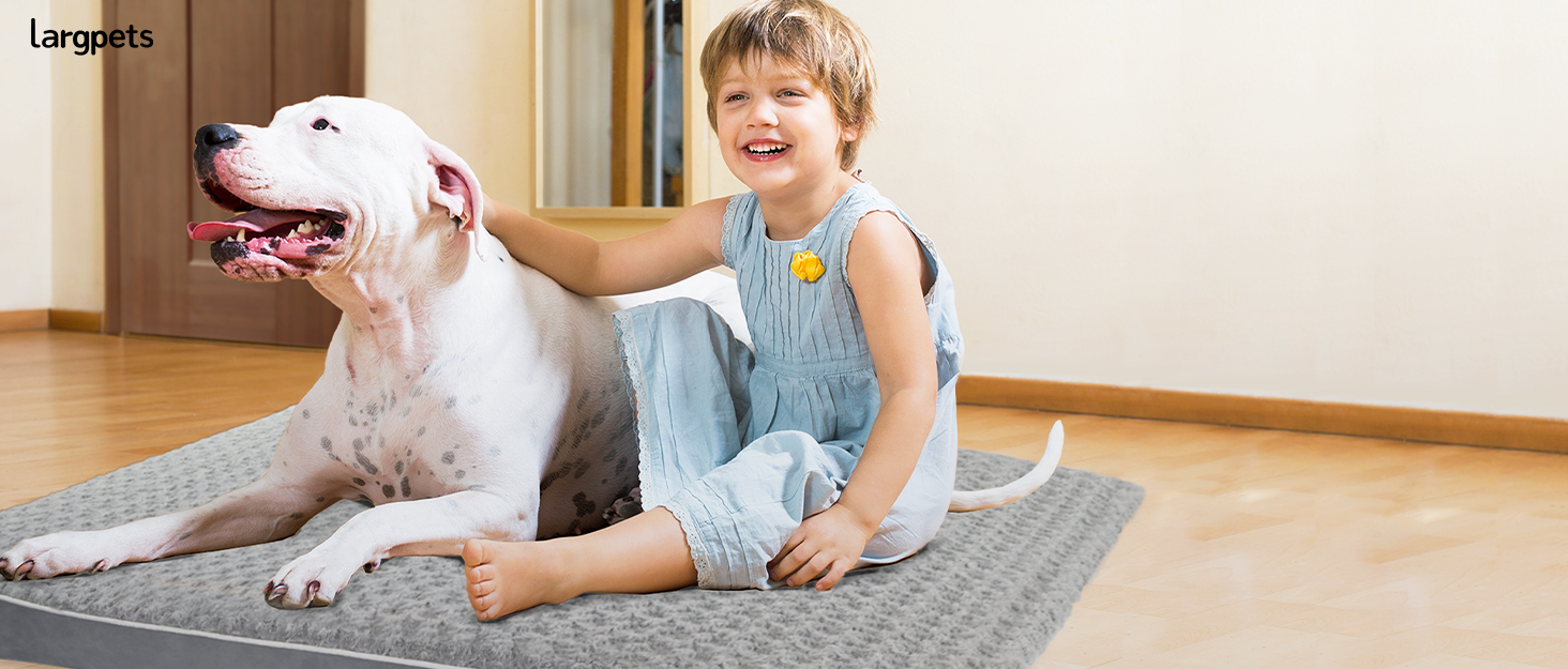 orthopedic dog bed