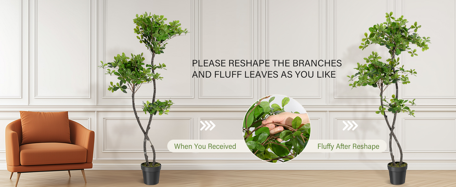 olive tree