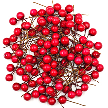 holly berry stems