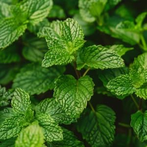Peppermint Oil