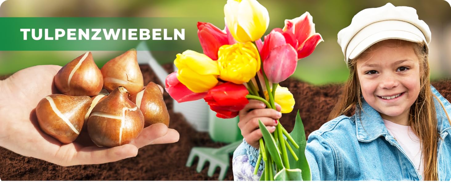 Ganzer Frühling Tulpenzwiebeln Mischung, 50 Zwiebeln, exklusive Tulpen