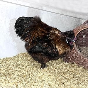 Ein brauner Hahn mit schwarzen Schwanzfedern, der auf Holzspänen in der Nähe eines Weidenkorbs steht und sein farbenfrohes Gefieder und sein unverwechselbares Profil