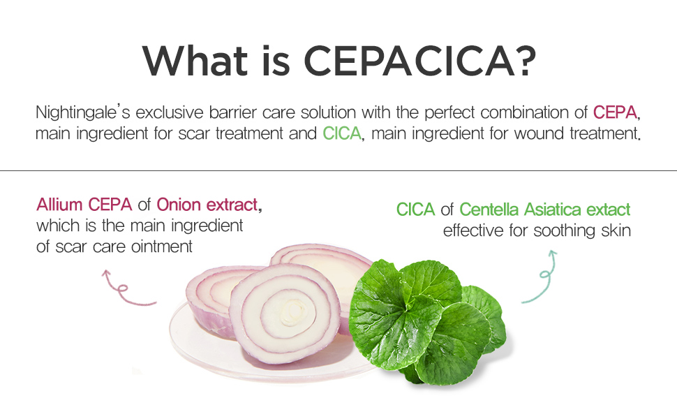 onion, cepa, cica, nightingale