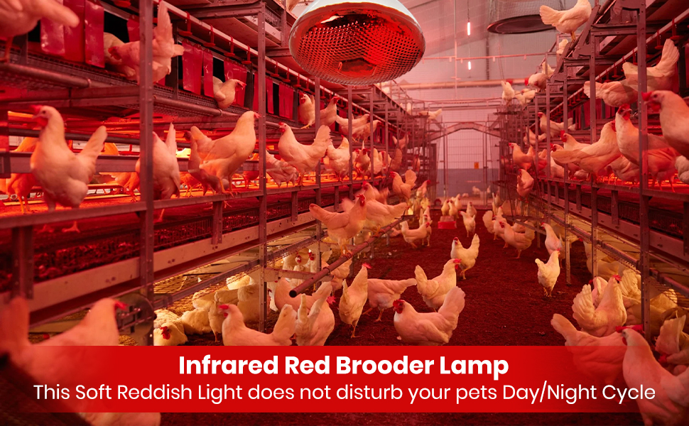 BULBMASTER 175 Watts PAR38 Red Heat Lamp for Chickens Infrared Light