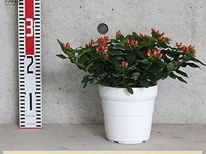 ヒペリカム　オーガニック　苗　赤い実 ヒペリカム オーガニック 苗 赤い実 ヒペリカム 赤実 | おぎはら