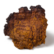 Chaga Mushroom, smart mushroom, mushroom, lions mane, reishi, cordyceps