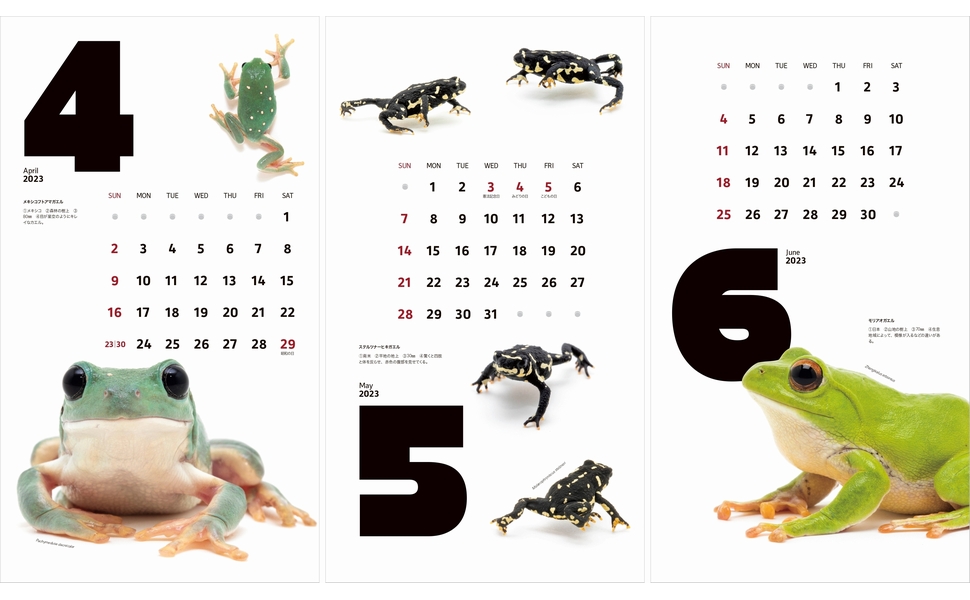 カレンダー2023 FROGS! (月めくり/壁掛け) (ヤマケイカレンダー