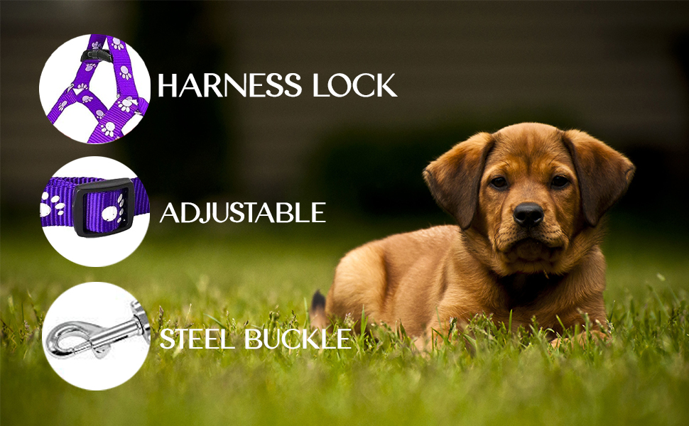 puppy harness leash set