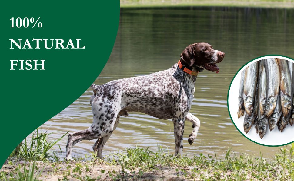 Walter Products DRIED Sprats Dog Treats 1kg – 100% Natural, Dried Fish Treats – High in Omega 3 – Grain-Free and Hypoallergenic BARF diet 6 sprats-fish-training-dogs-treats