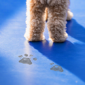 Der Text lautet „Bild 1“. Katzenpfotenabdrücke auf blauer Oberfläche mit Teilansicht der pelzigen Tierbeine darüber.