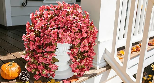bougainvillea