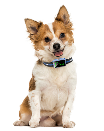 dog e collar