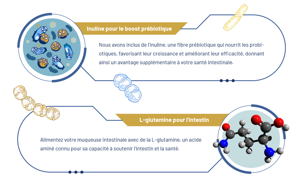 Infographie montrant les structures moléculaires et un texte décrivant le renforcement des probiotiques et la L-glutamine pour les bienfaits pour la santé intestinale