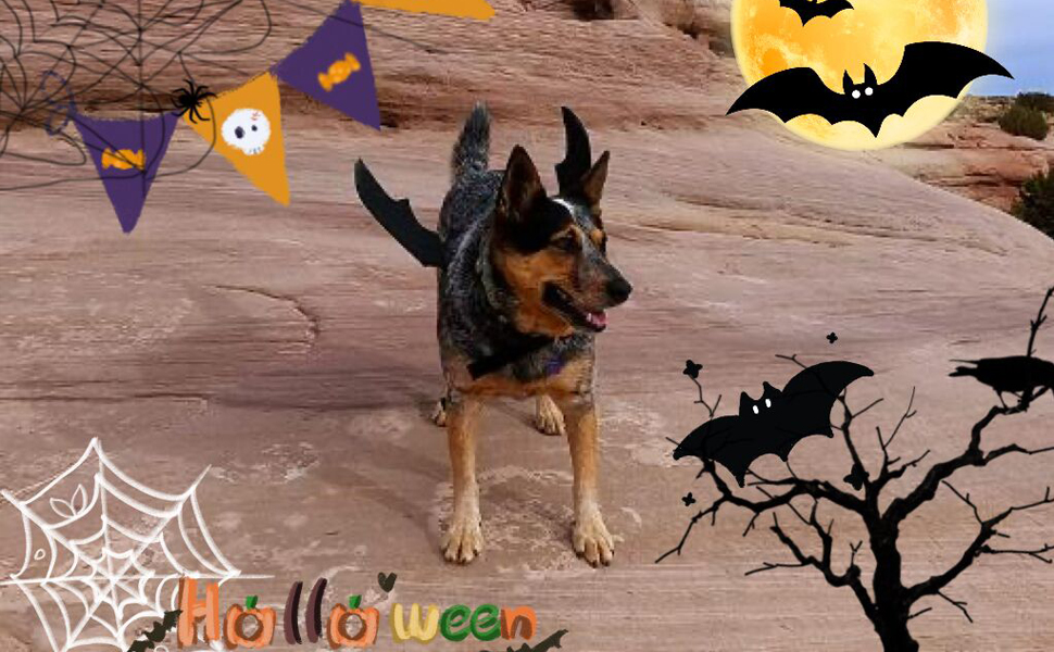 Tealots Halloween Dog Costume Pet Bat Wings for Adjustable