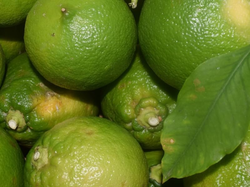 bergamote calabre italy