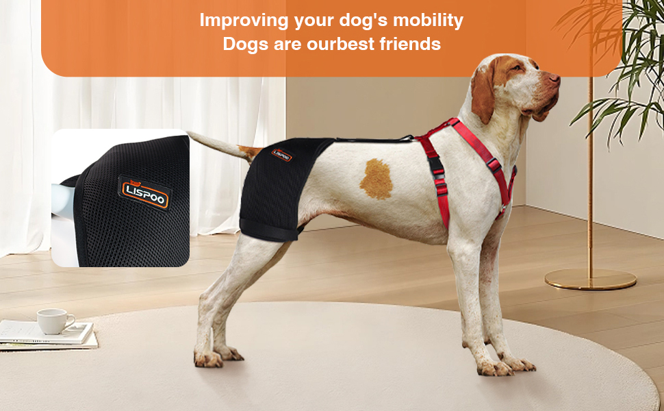 LISPOO Dog Hip Support Brace for Hip Dysplasia, Arthritis