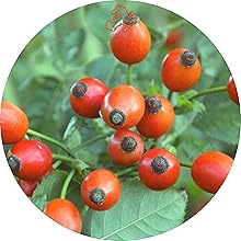 Vitamine C naturelle (Rosa Canina)