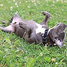 Gray dog on grass, laying belly up looking happy