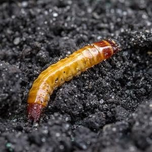 Wireworm Nematodes 60sqm Coverage Effective Control Safeguards Plants ...