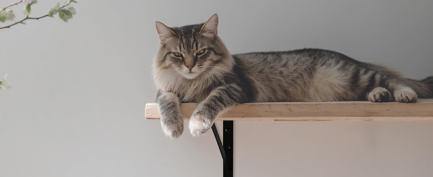 Display effect of the support bracket on the cat tree
