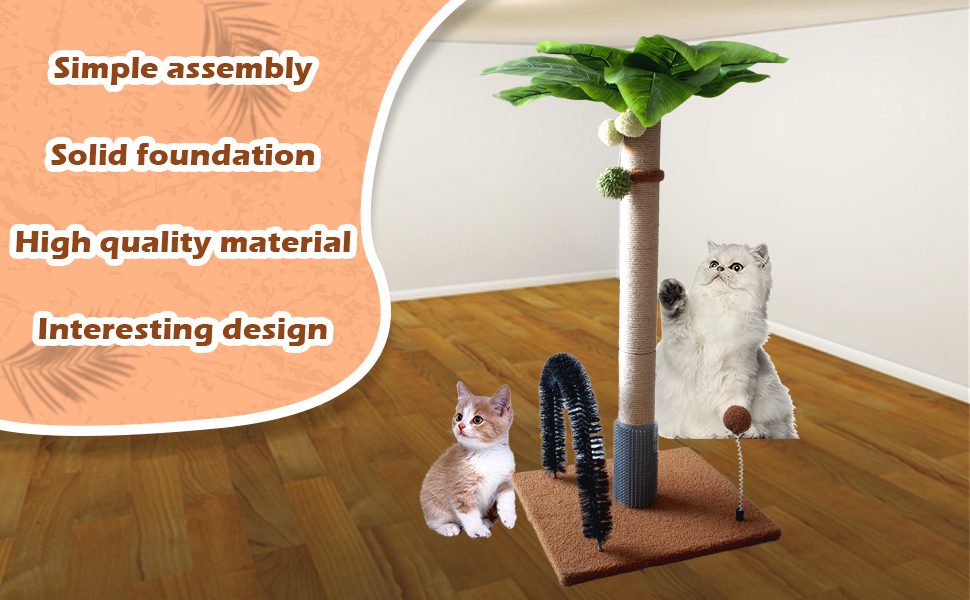 Choose him! A lovely cat for you