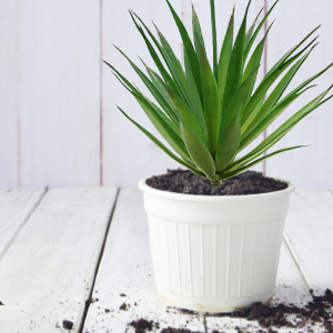 fake succulent