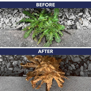 Before and after comparison of a plant. Top shows green leafy plant on gravel. Bottom shows same plant dried and brown, demonstrating effects of dehydration or herbicide.