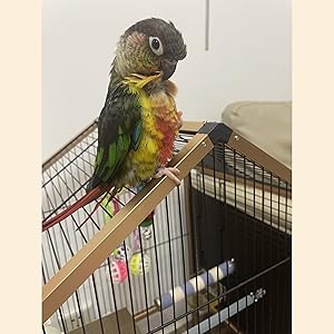 【1日間超お値下げ】 特注品 美品 アクリルケージ インコ 71bs9lXypTL._AC_UL210_SR210,