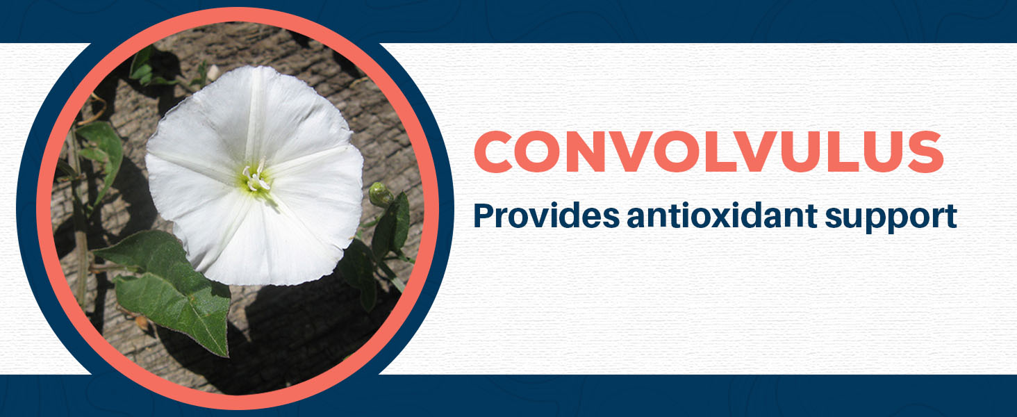 supplements extract bacoba 345 mg bacopin bicopa monnier bocopa vitamin brahmi bacomind herb