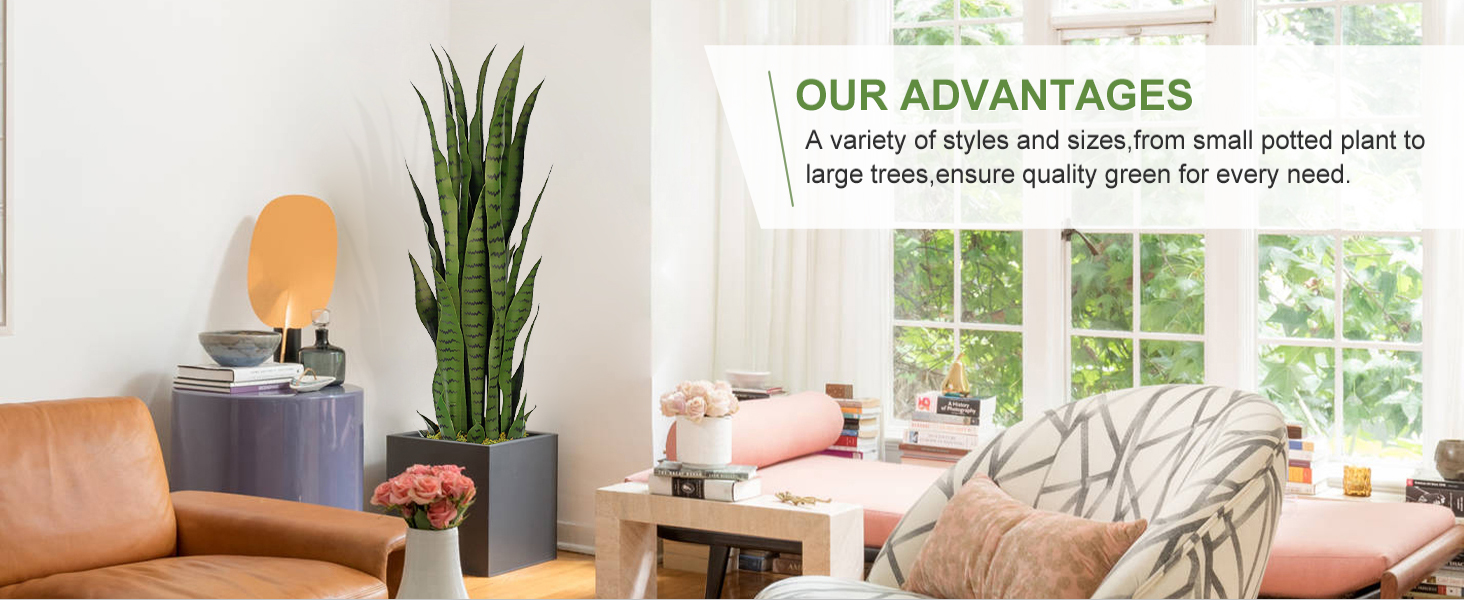 snake plant