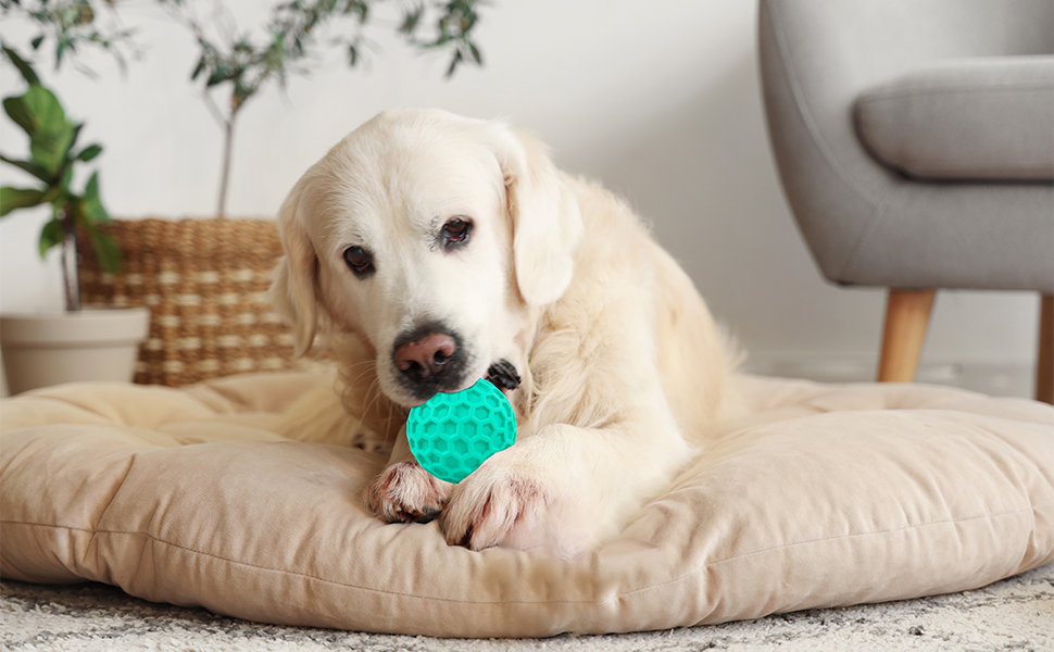 help dogs release energy, improve intelligence, and relieve loneliness