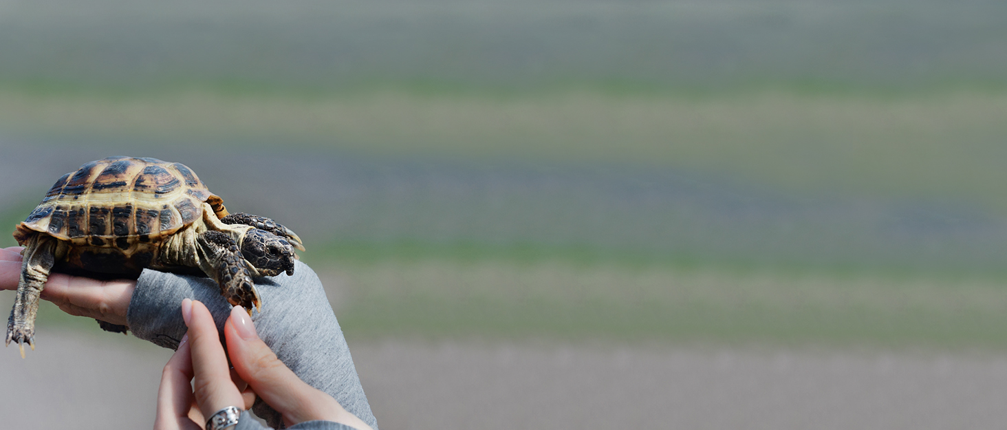 Tortoise Habitat