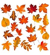 FYSUIMU 60Pcs Fall Leaves Cutouts 20 Designs Autumn Maple Leaf Paper Cutting with 100Pcs Glue Poi...