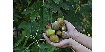 Small manufacture image 7