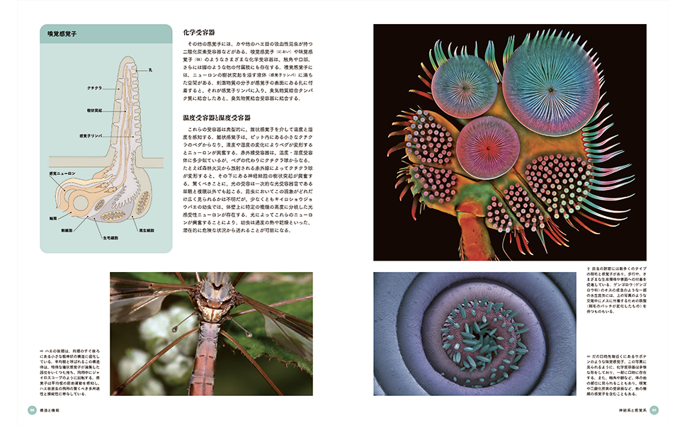 謎と驚異の科学 まさに“昆虫の教科書！” 知りたかったこと、不思議だったこと