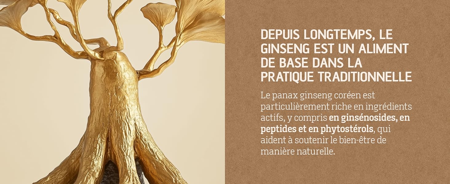 panax ginseng coréen