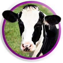 Faster hair growth skin and nails biotin vitamins