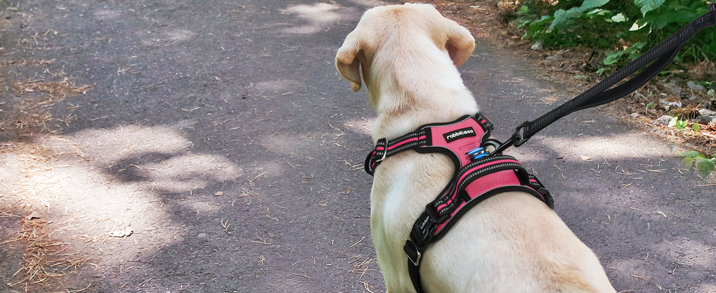 dog harness