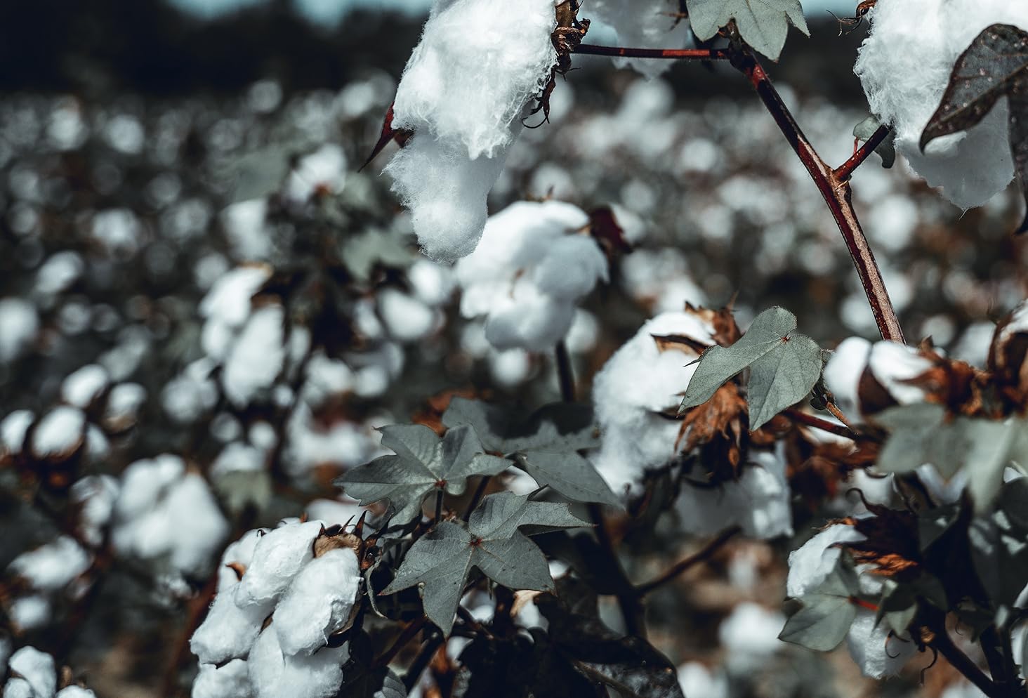 cotton field