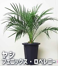 Amazon｜ITANSE ヤシ フェニックス・ロベレニー 6号 1個売り