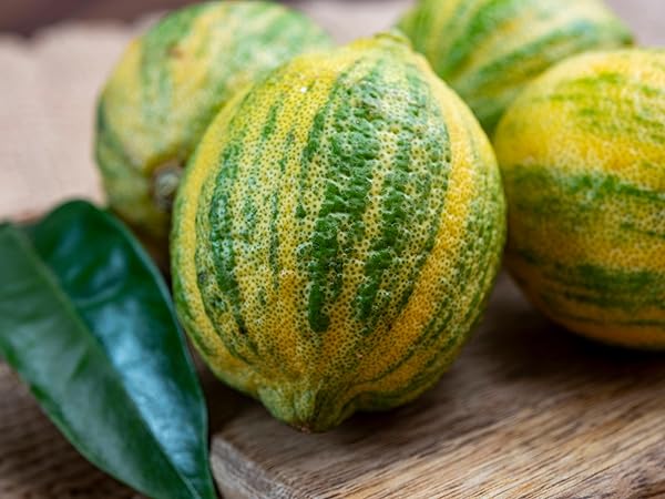 ぴんくれもんページ PW公式オンラインストア / シクラメン ジックス ピンク