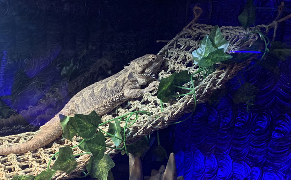 Bearded Dragon Hammock,Large Lizard Lounger,Reptile Tank Hanging Plants Climbing Jungle Vines